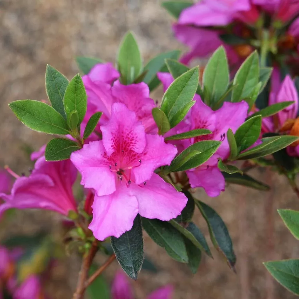 Southern Charm Azalea
