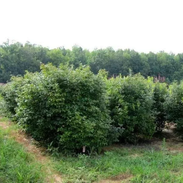 Southern Gentleman Winterberry Holly