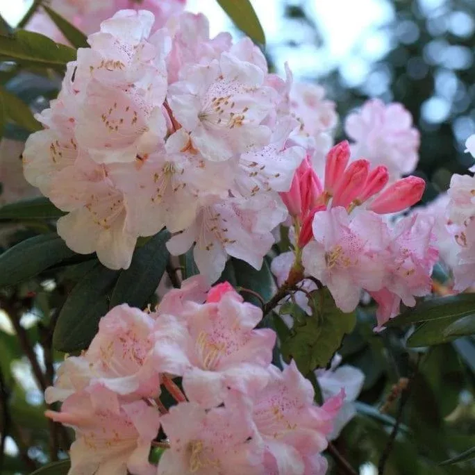 Southgate Breeze Rhododendron