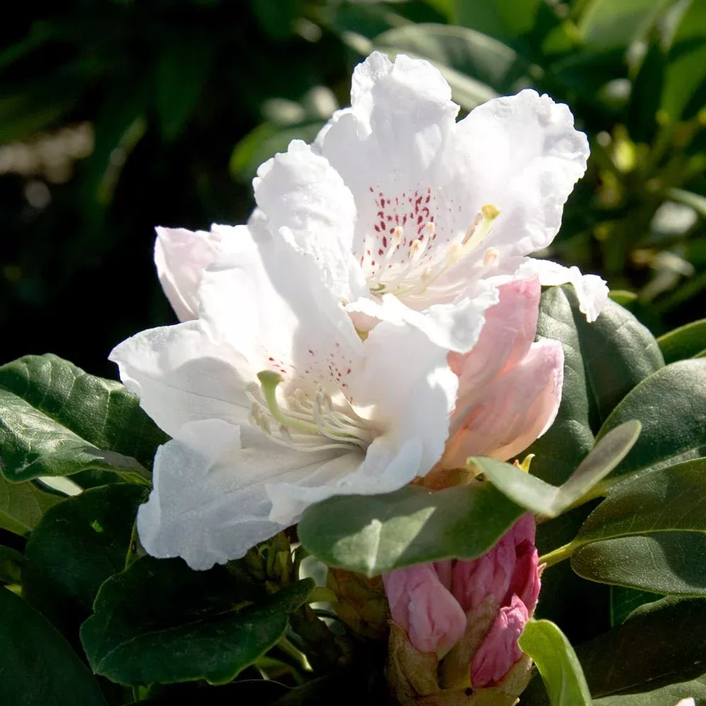 Southgate Divine Rhododendron
