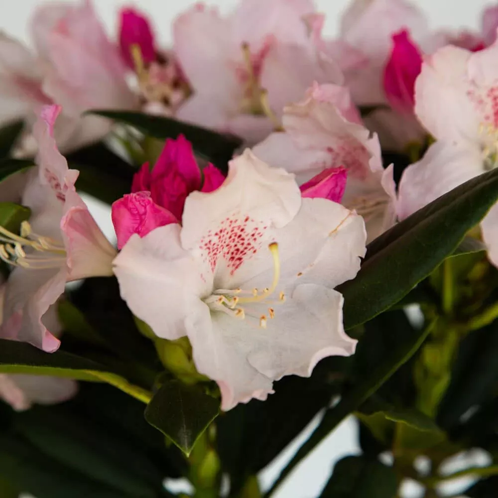 Southgate Grace Rhododendron