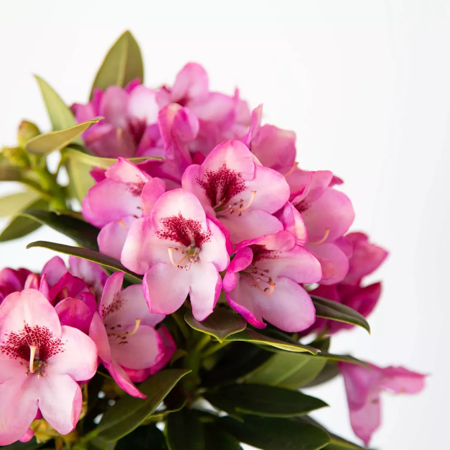 Southgate Radiance Rhododendron