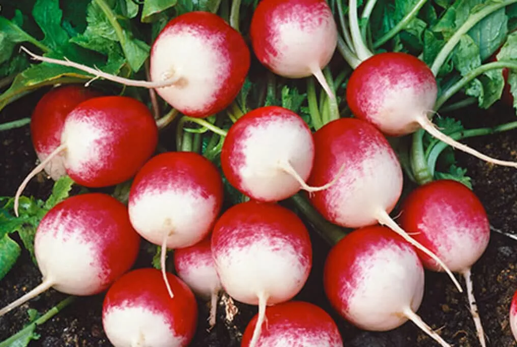 Sparkler Radish