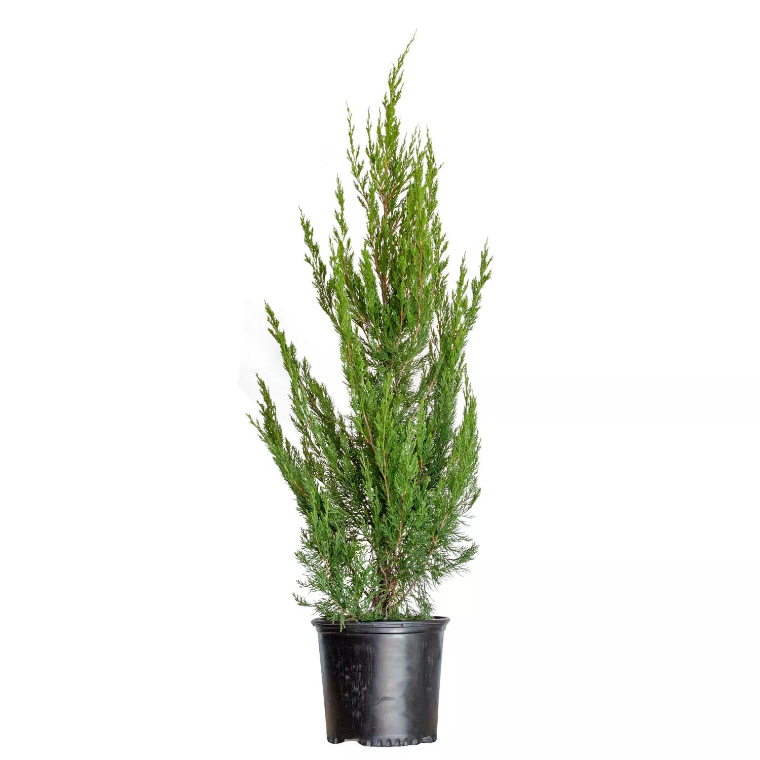 Spartan Juniper
