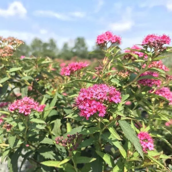 Spirea Neon Flash