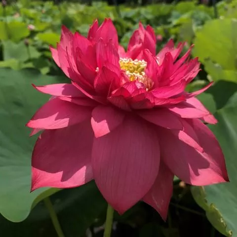 Splendors Red Lotus