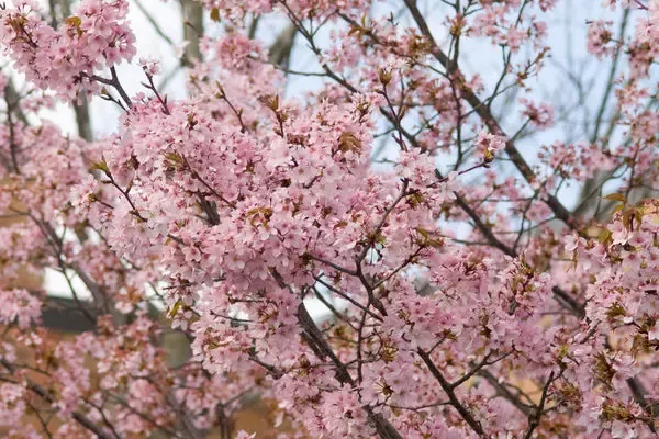 Spring Wonder Sargent Cherry