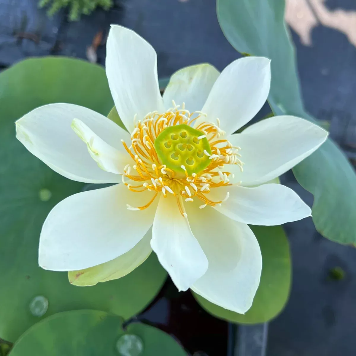 Star of Green - Perfection Every Time!