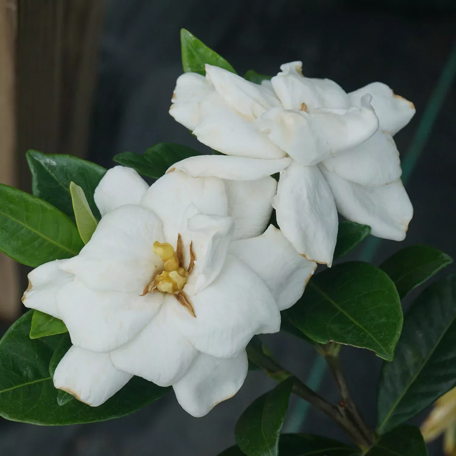 Steady As She Goes Gardenia