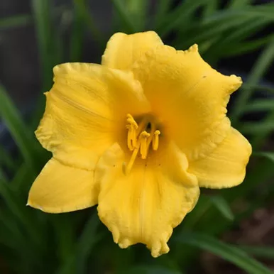 Stella D'oro Daylily