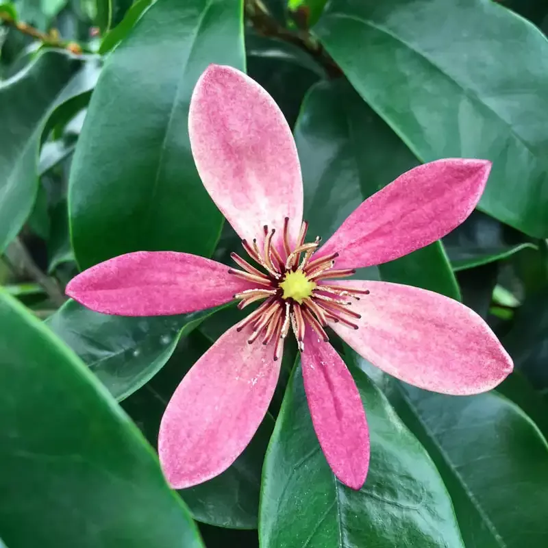 Stellar Ruby Magnolia Tree
