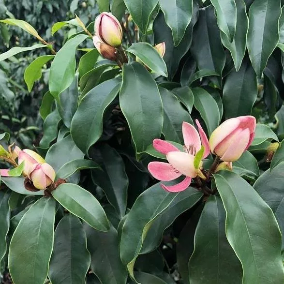 Stellar Ruby Magnolia