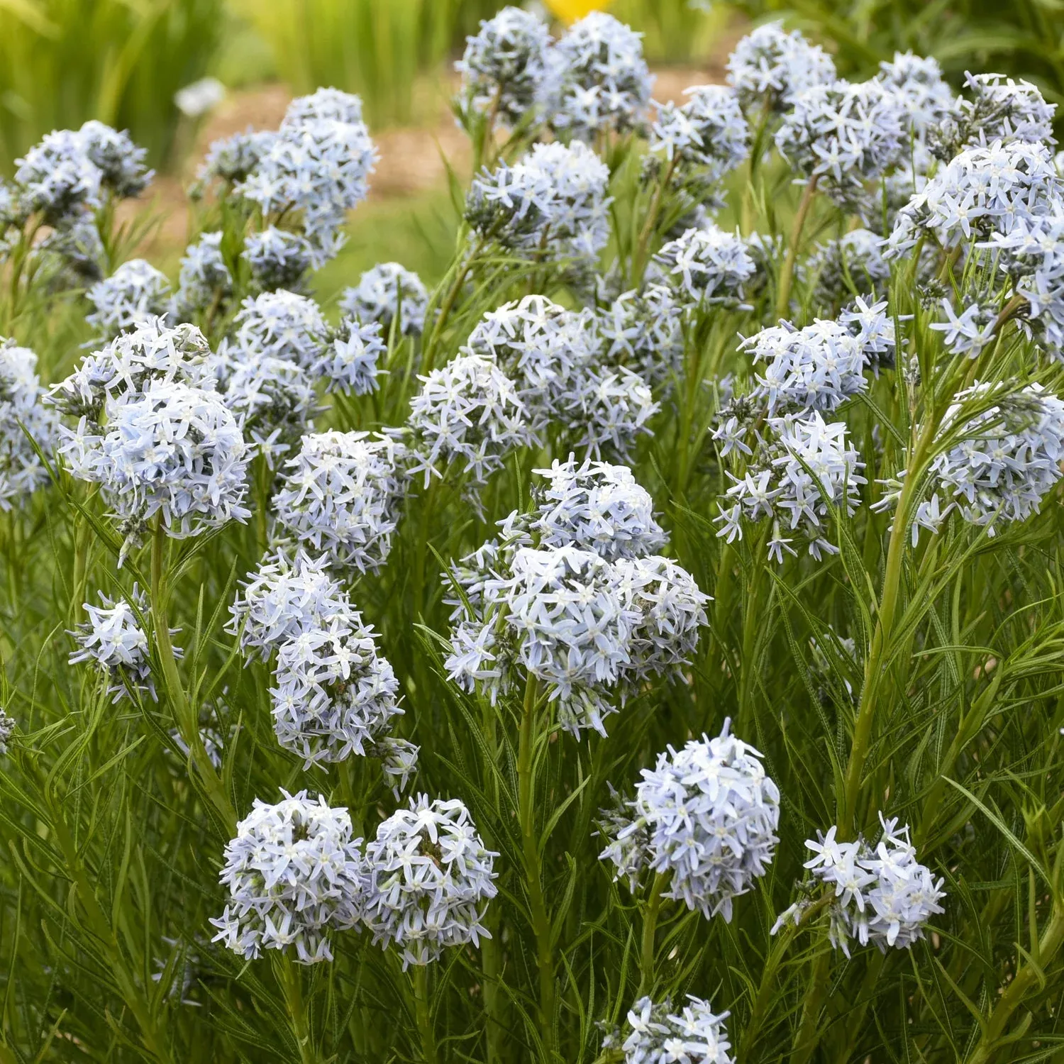 'String Theory' Bluestar (Amsonia)