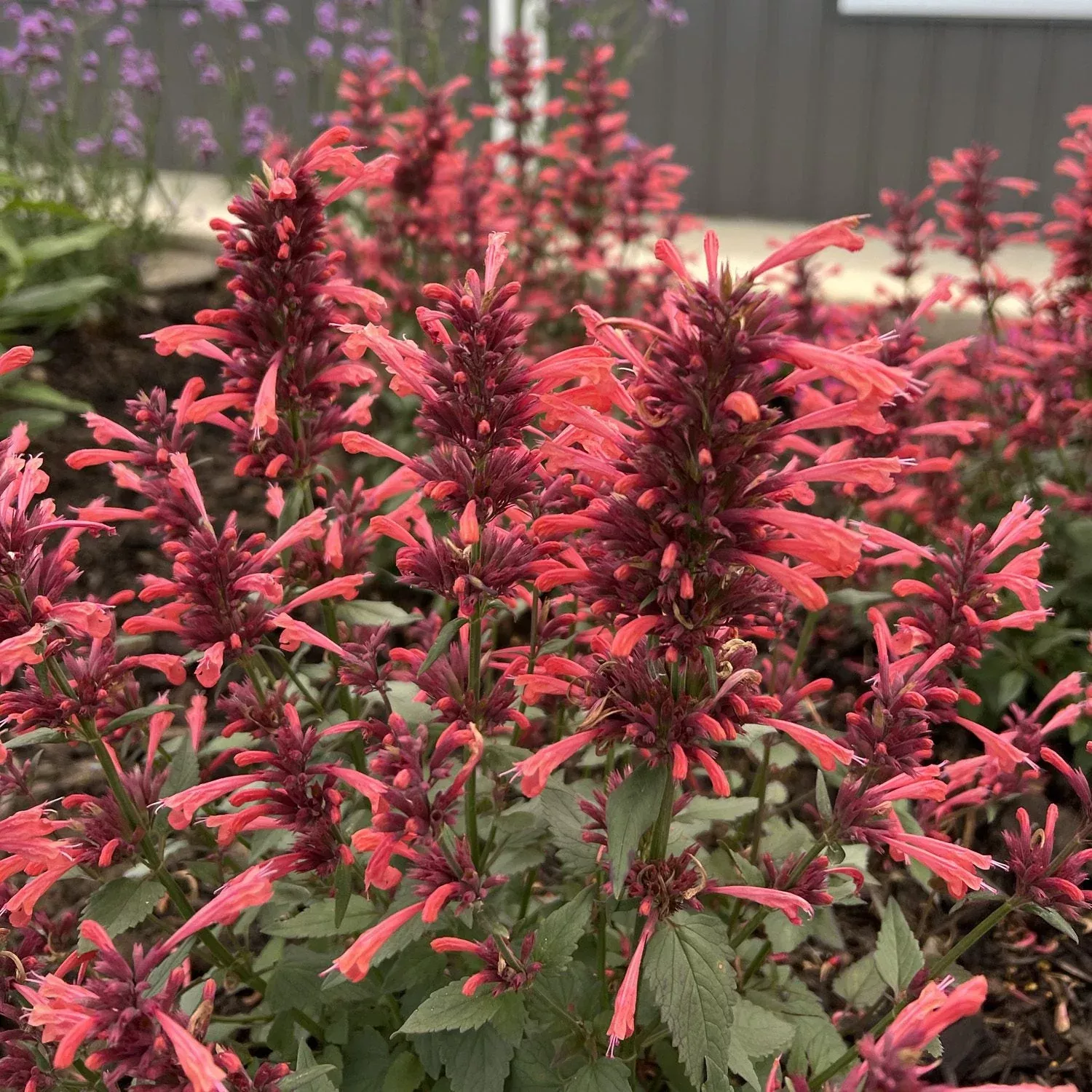 Summerlong™ Coral Hummingbird Mint (Agastache)