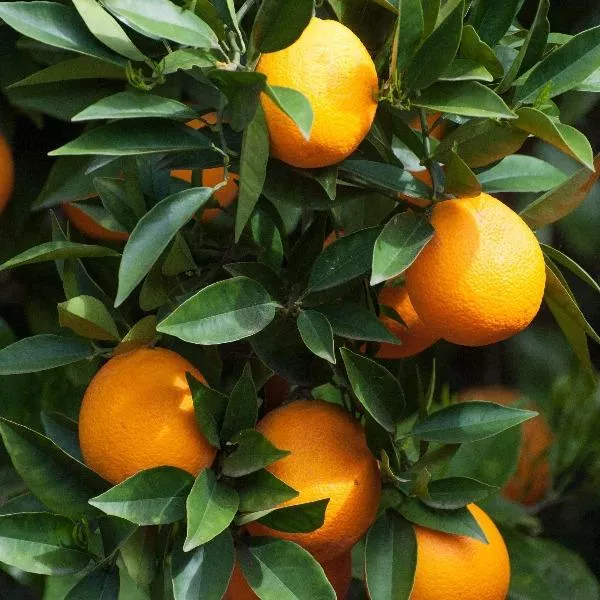 Sunburst Tangerine Tree