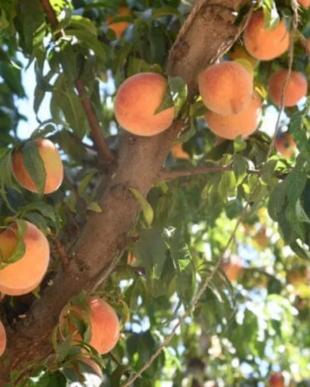 Suncrest Peach #5-Super (Lovell)