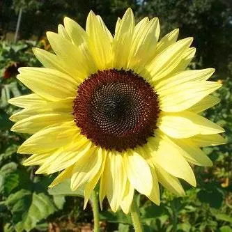 Sunflower Seeds - Lemon Queen