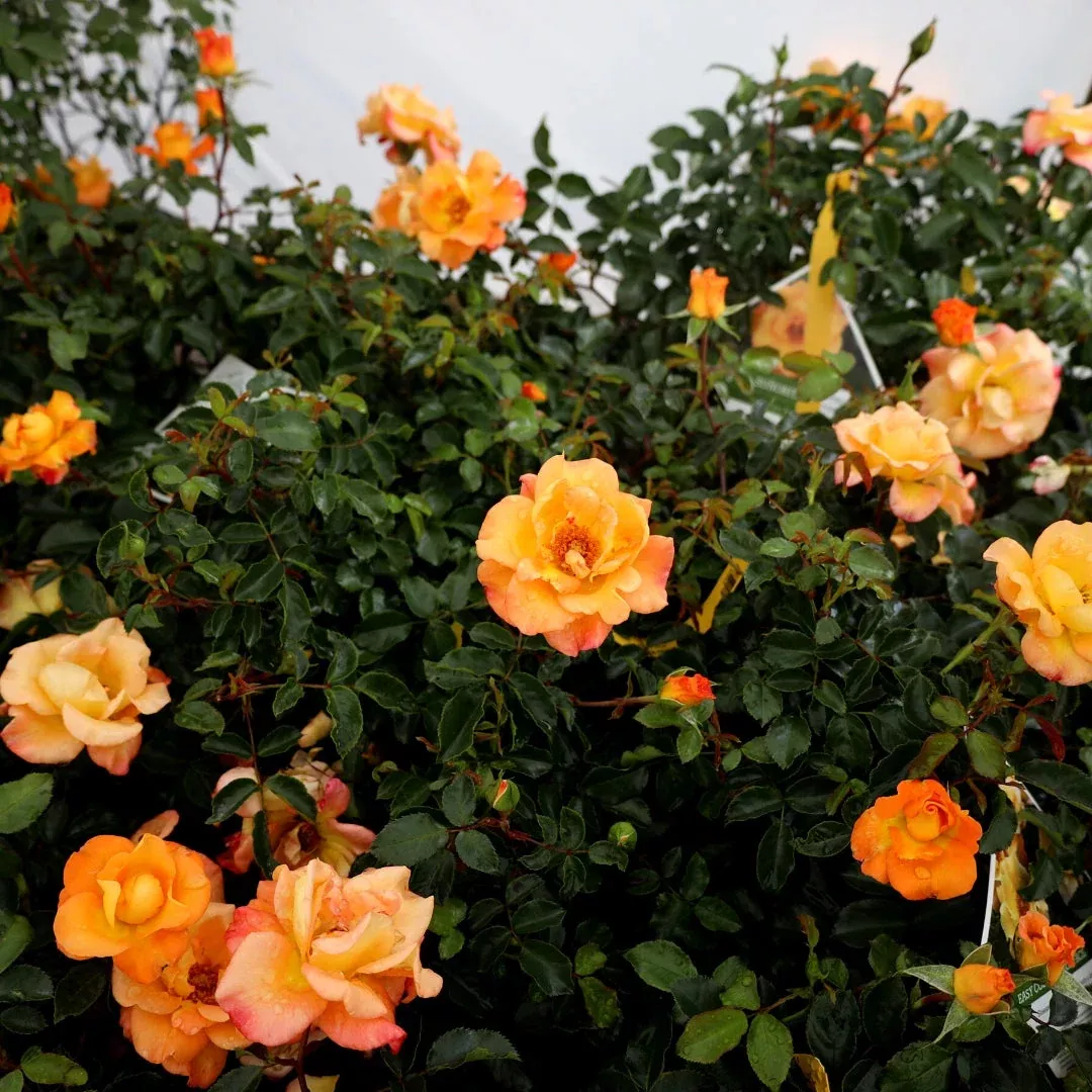 Sunorita Rose
