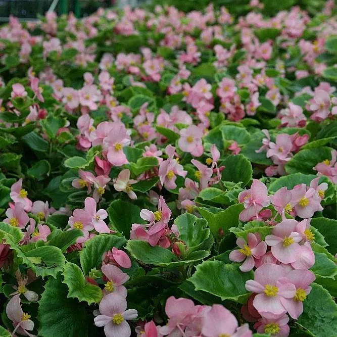 Super Olympia Pink Begonia