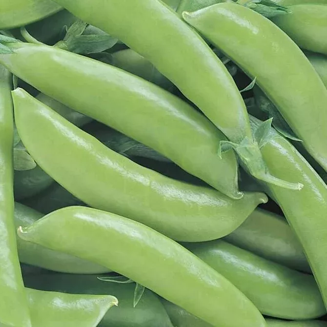 Super Sugar Snap Pea