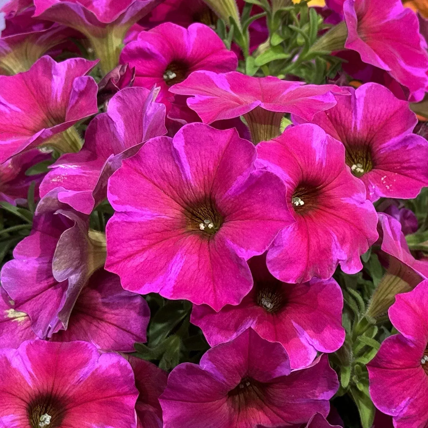 Supercal Premium Rose Star Petchoa