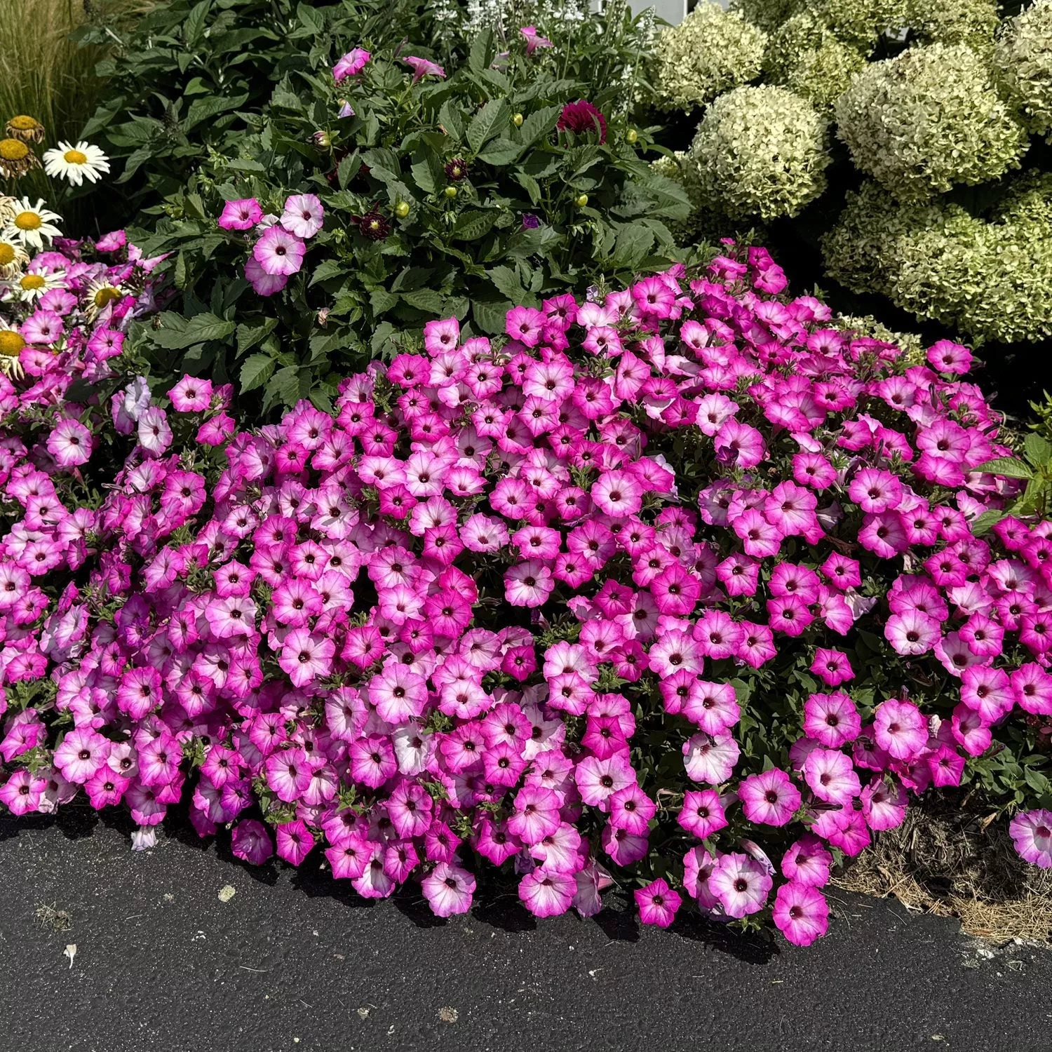 Supertunia Pink Tiara™ Petunia