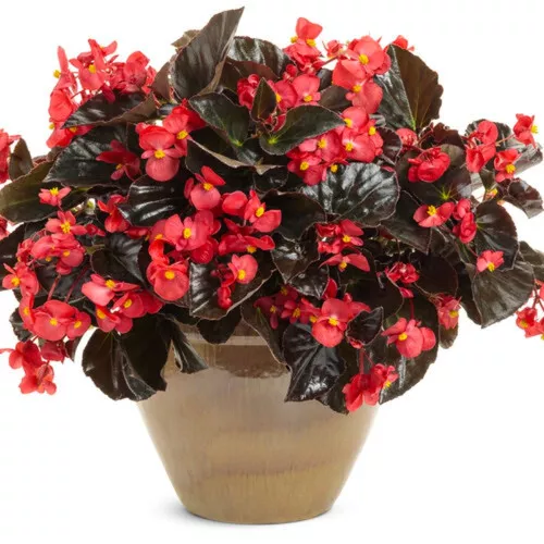 Surefire Cherry Cordial™ Begonia