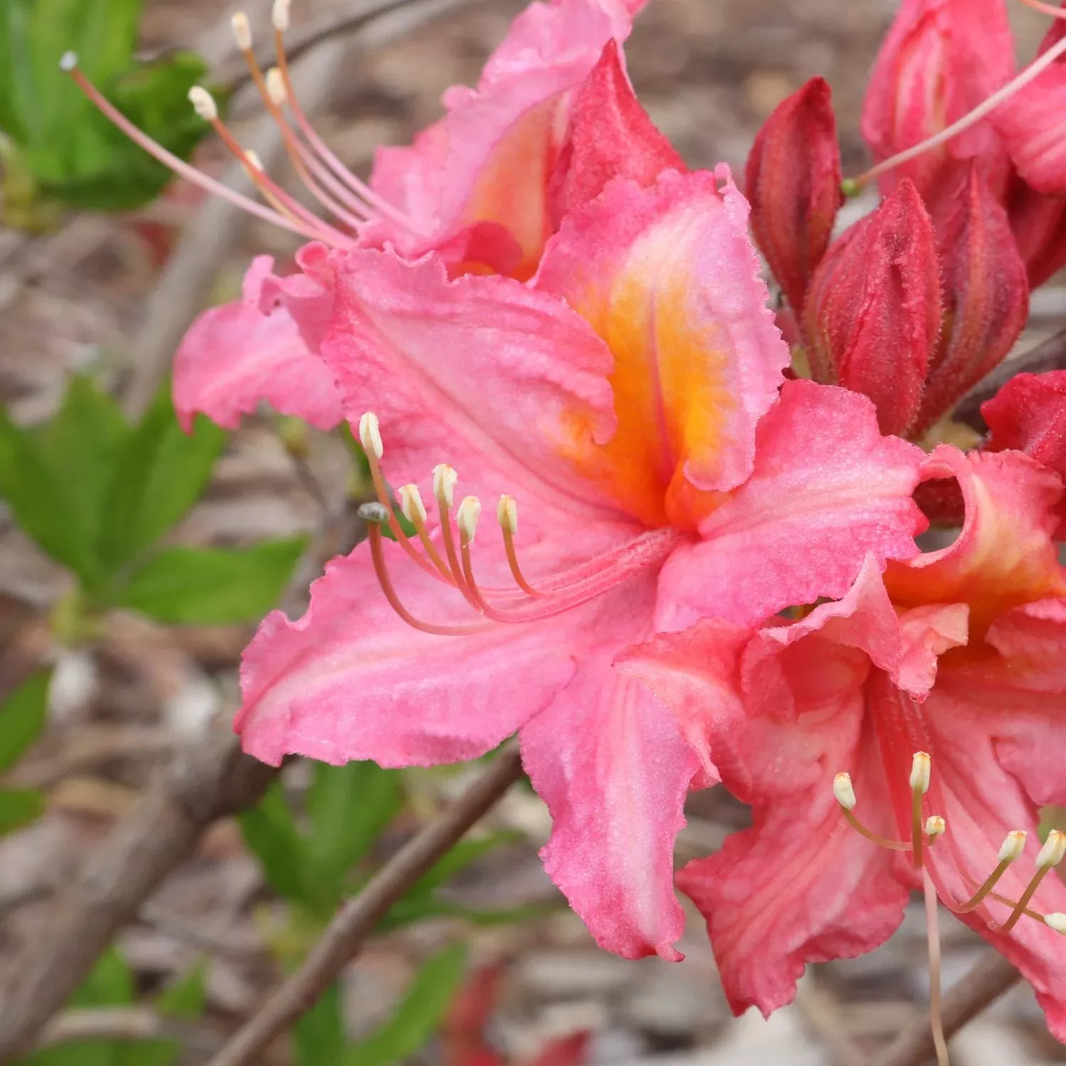 Sweet Reward Pink Azalea (Rhododendron)