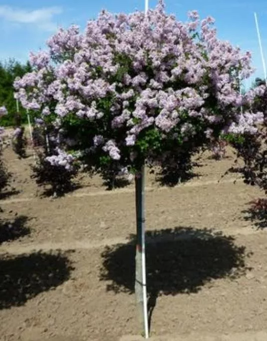 Syringa meyeri 'Palibin' - Tree Form