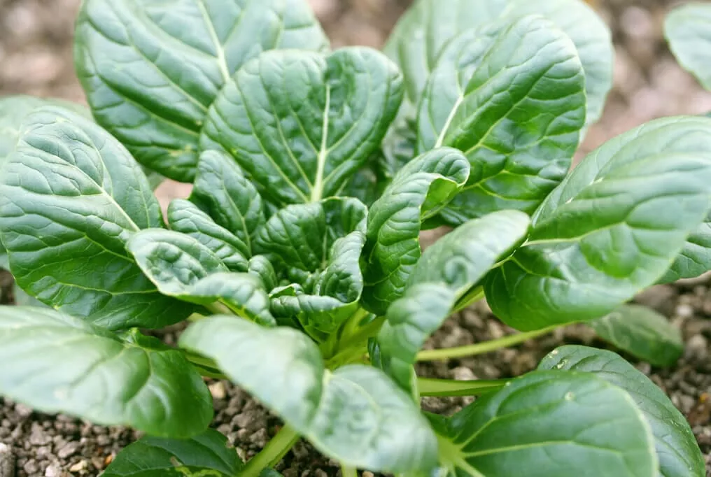 Tatsoi Greens
