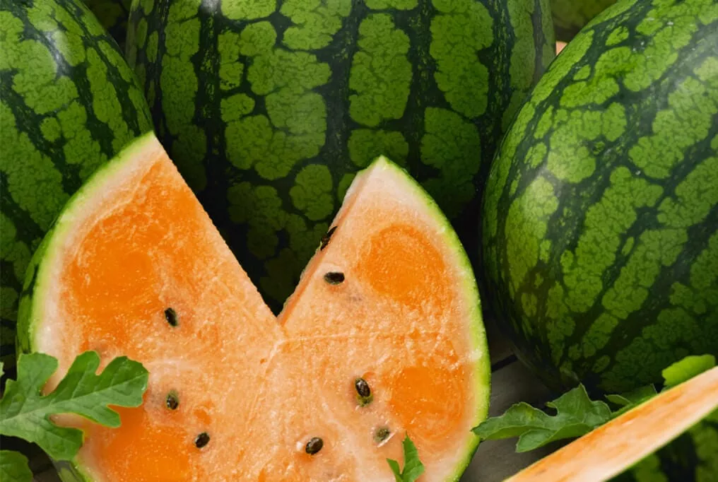 Tendersweet Orange Watermelon