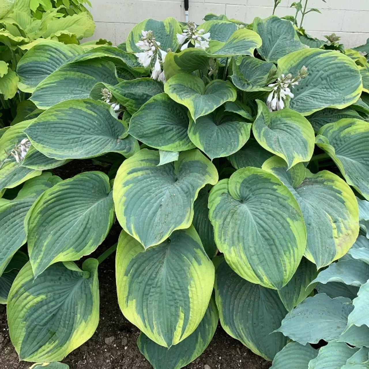 Terms of Endearment Hosta