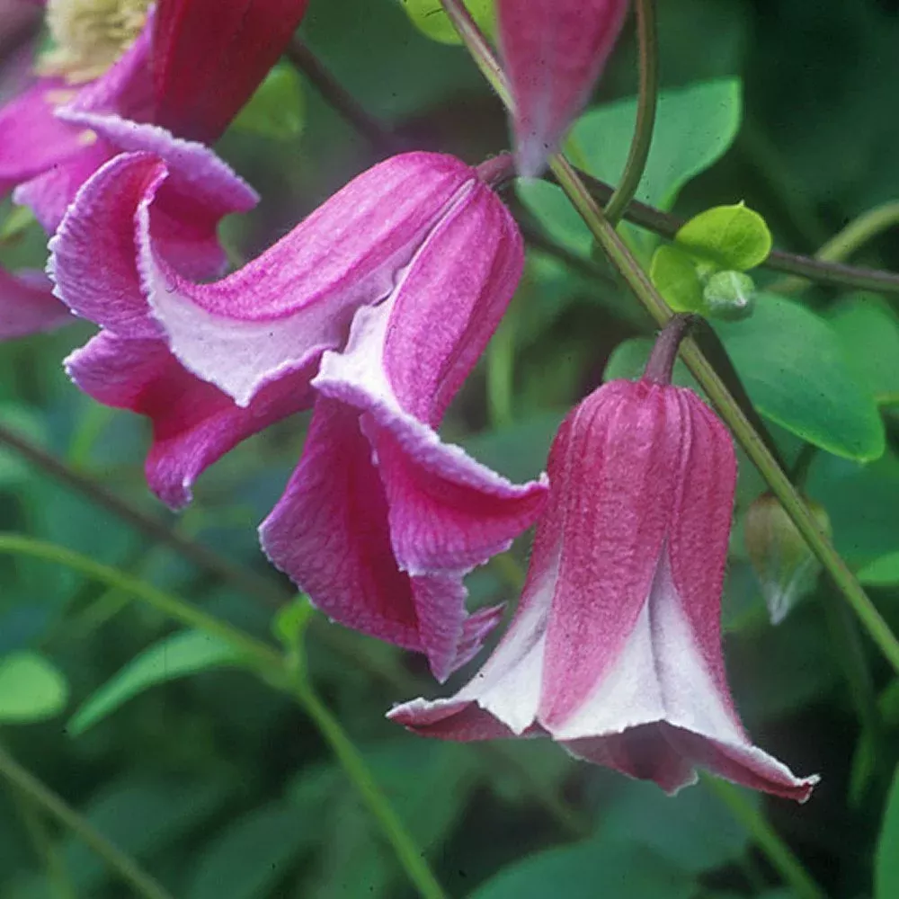 'Texensis Etoile Rose' Clematis