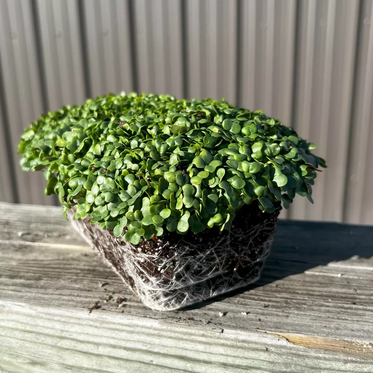 Texsel Greens Microgreens