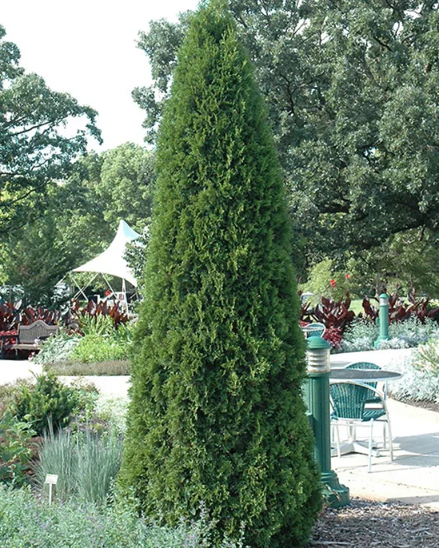 Thuja Emerald Green #3