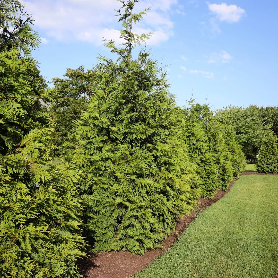 Thuja Green Giant Arborvitae