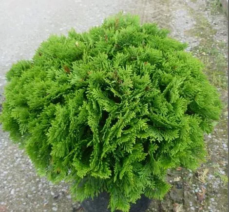 Thuja occidentalis 'Danica'