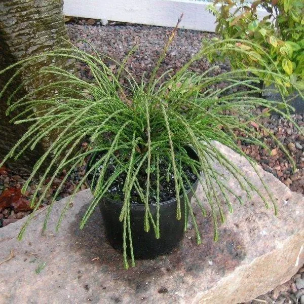 Thuja Whipcord