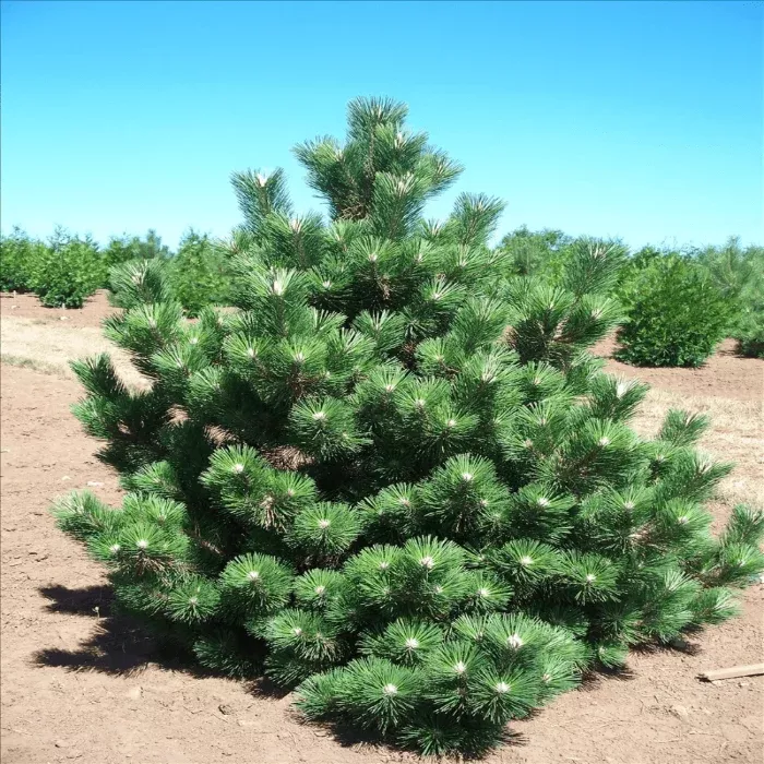 Thunderhead Pine Tree