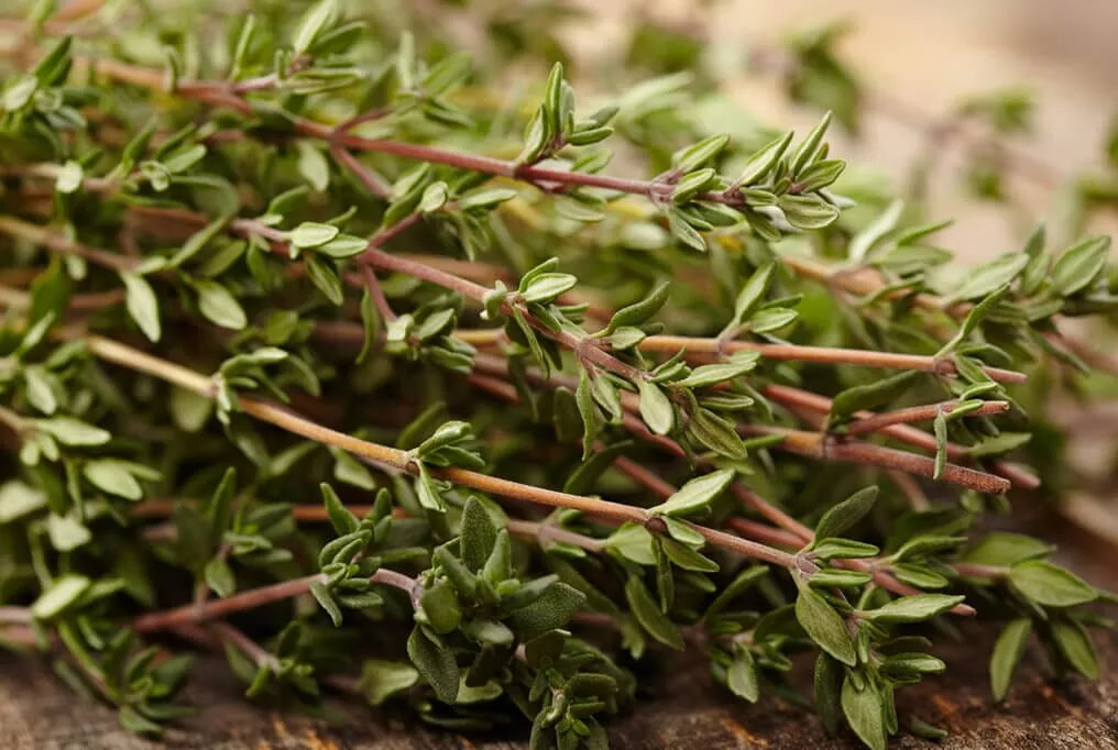 Thyme