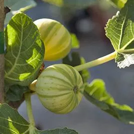 Tiger Panache Potted Fig Tree