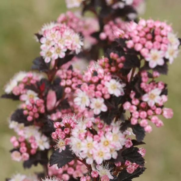 Tiny Wine Ninebark
