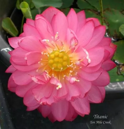 Titanic - Flower Power!