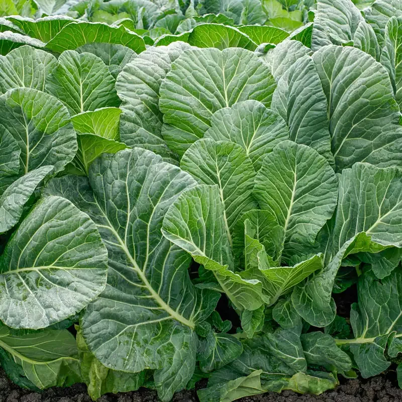 Top Chop Hybrid Collards