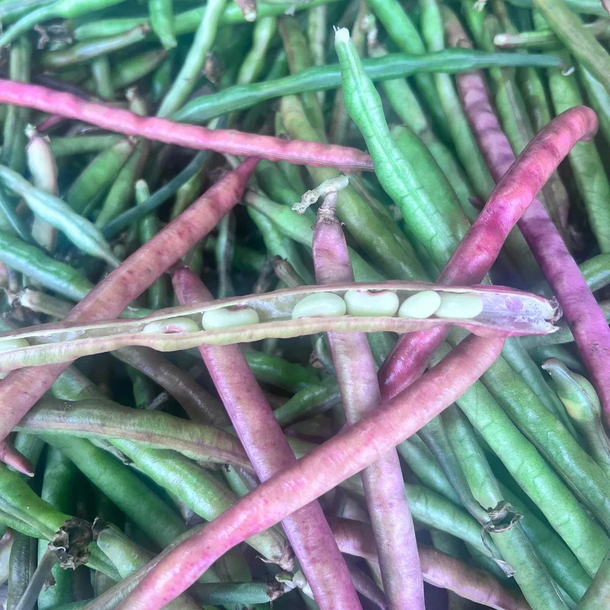 Top Pick Pinkeye Pea
