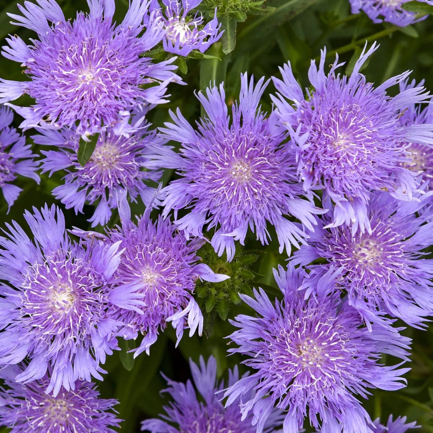 Totally Stoked™ 'Riptide' Stoke's Aster (Stokesia)