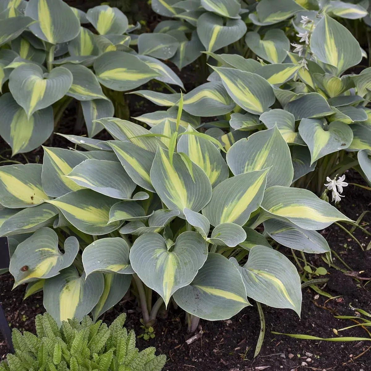 Touch of Class Hosta