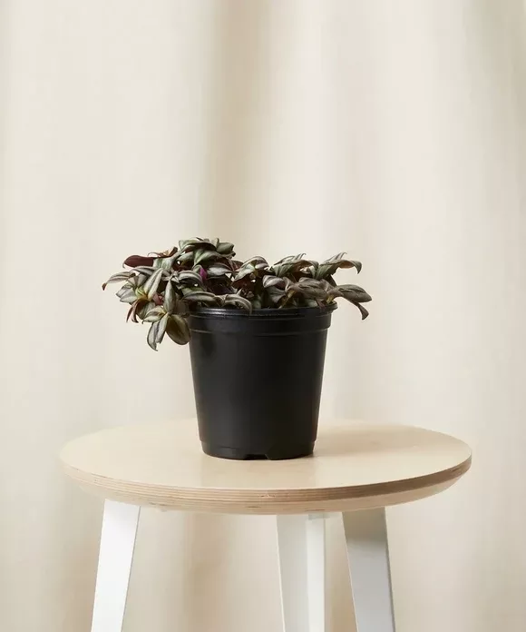 Tradescantia Zebrina