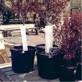 Tree Guard, Heavy Polyethylene with Self-Adhesive Foam, 8in Width x 18in Length, 500ft Roll