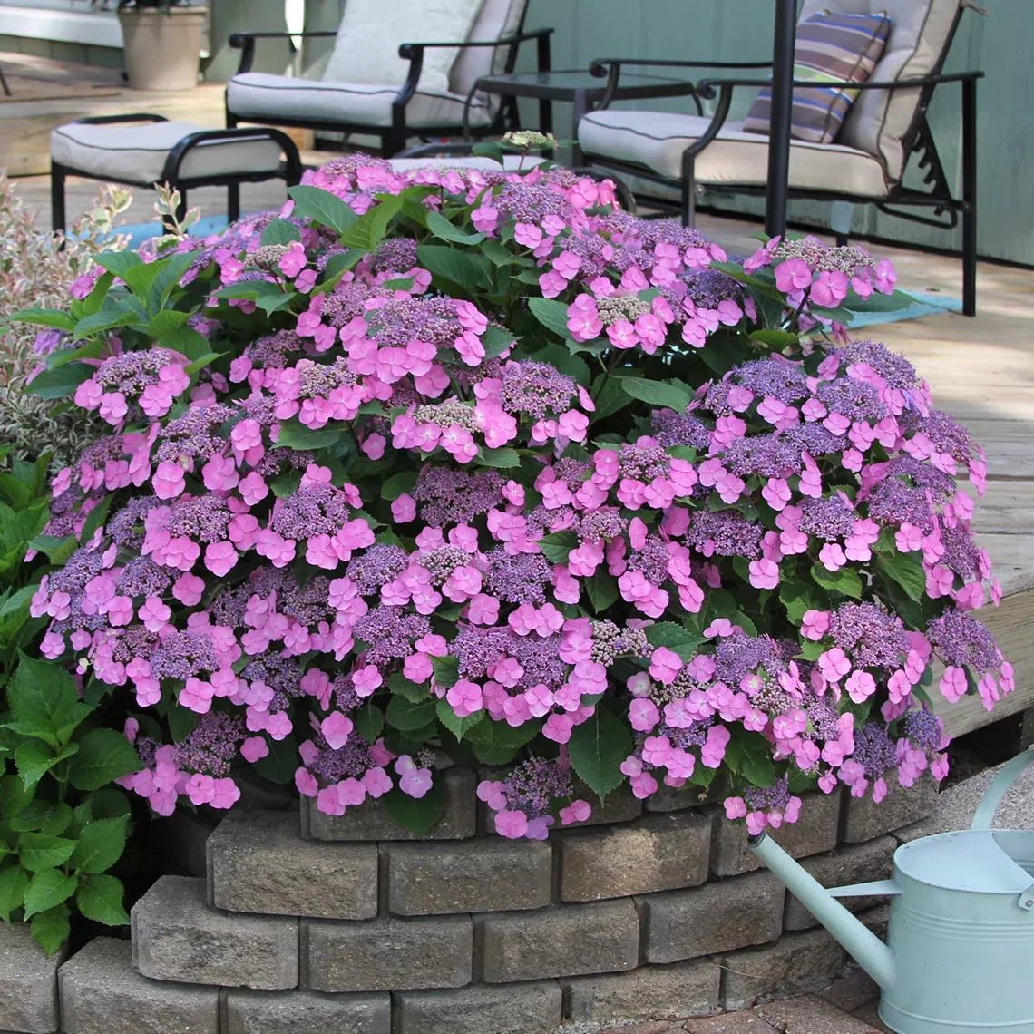 Tuff Stuff™ Mountain Hydrangea - DISCONTINUED